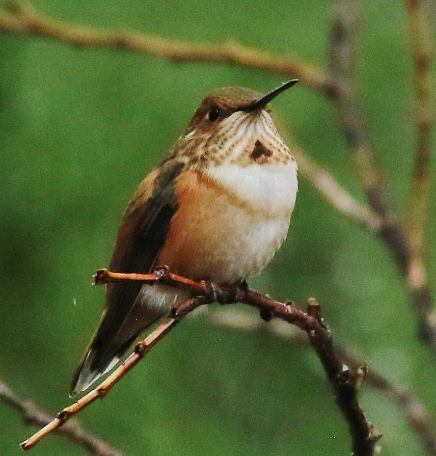 Rufous Hummingbird - ML608432790