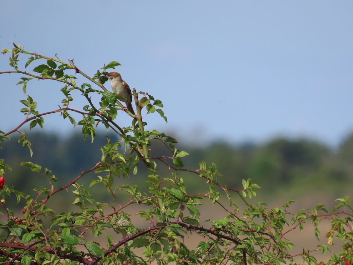 Eurasian Tree Sparrow - ML608432802