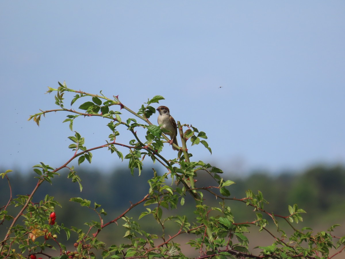 Eurasian Tree Sparrow - ML608432803