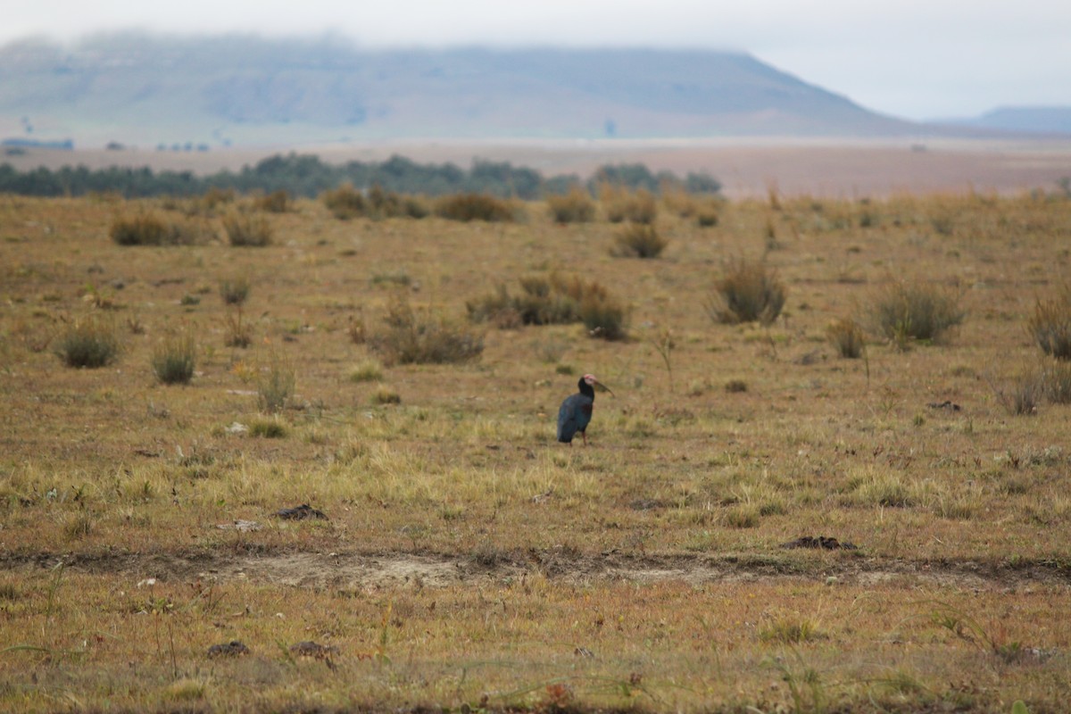 Southern Bald Ibis - Cameron Blair