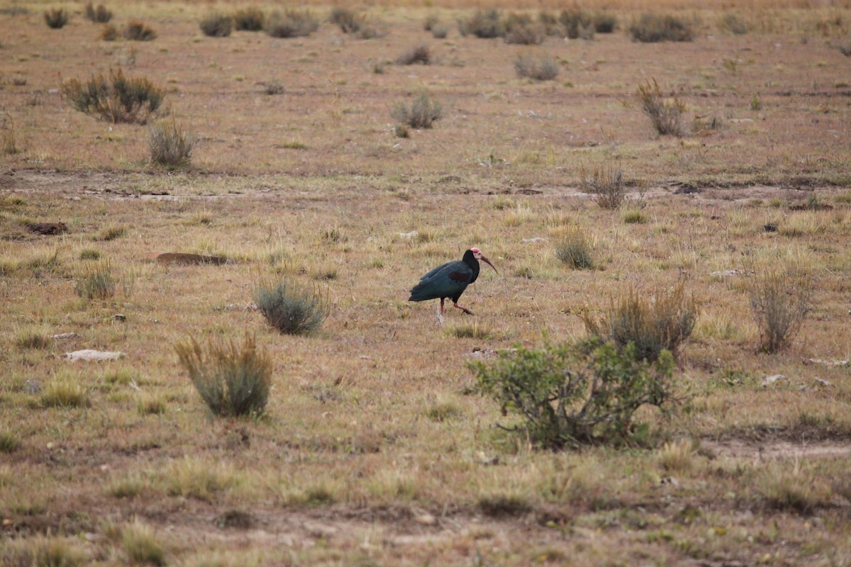 ibis jihoafrický - ML608432813