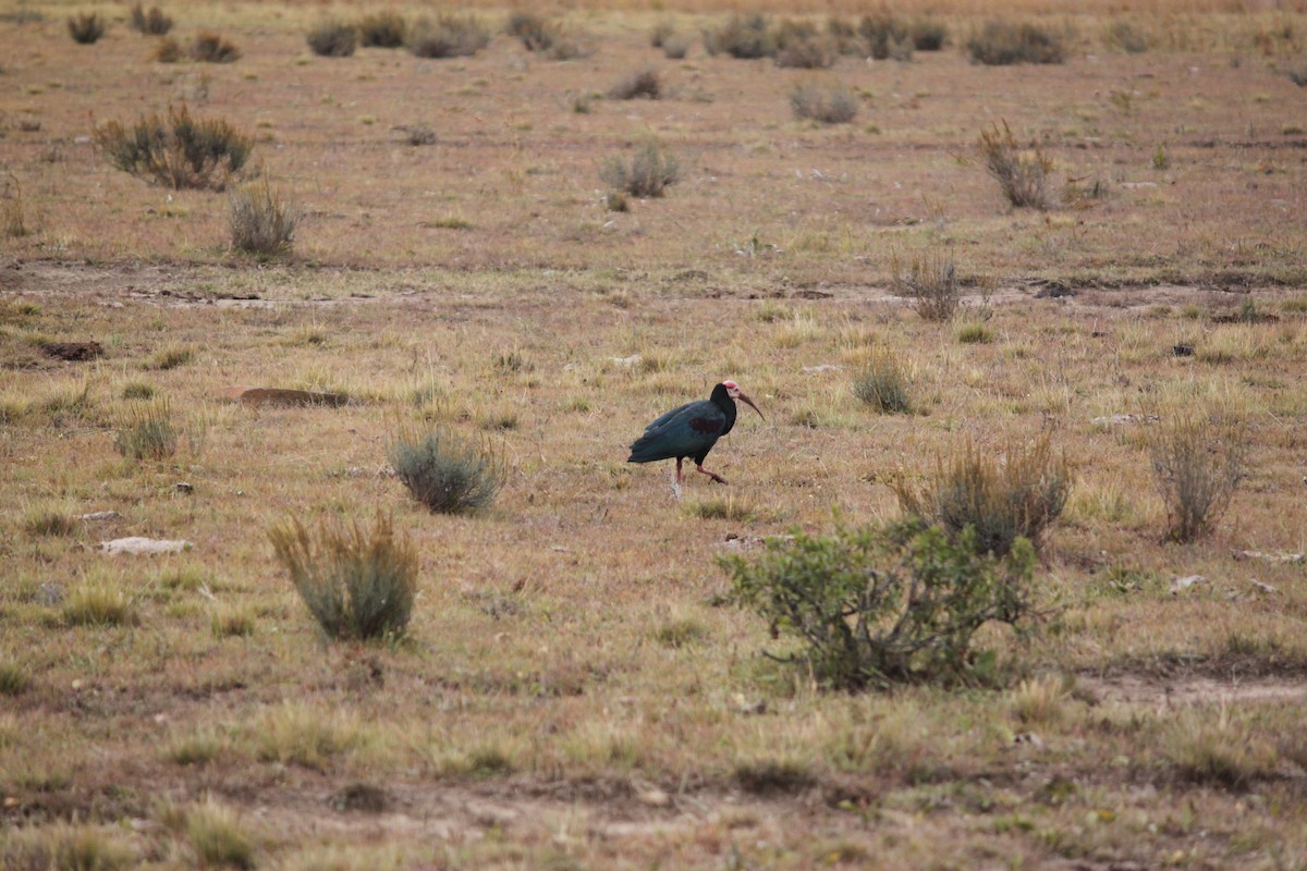 Southern Bald Ibis - Cameron Blair