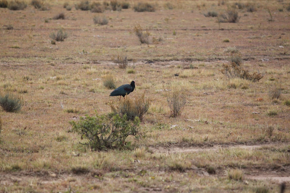 ibis jihoafrický - ML608432815