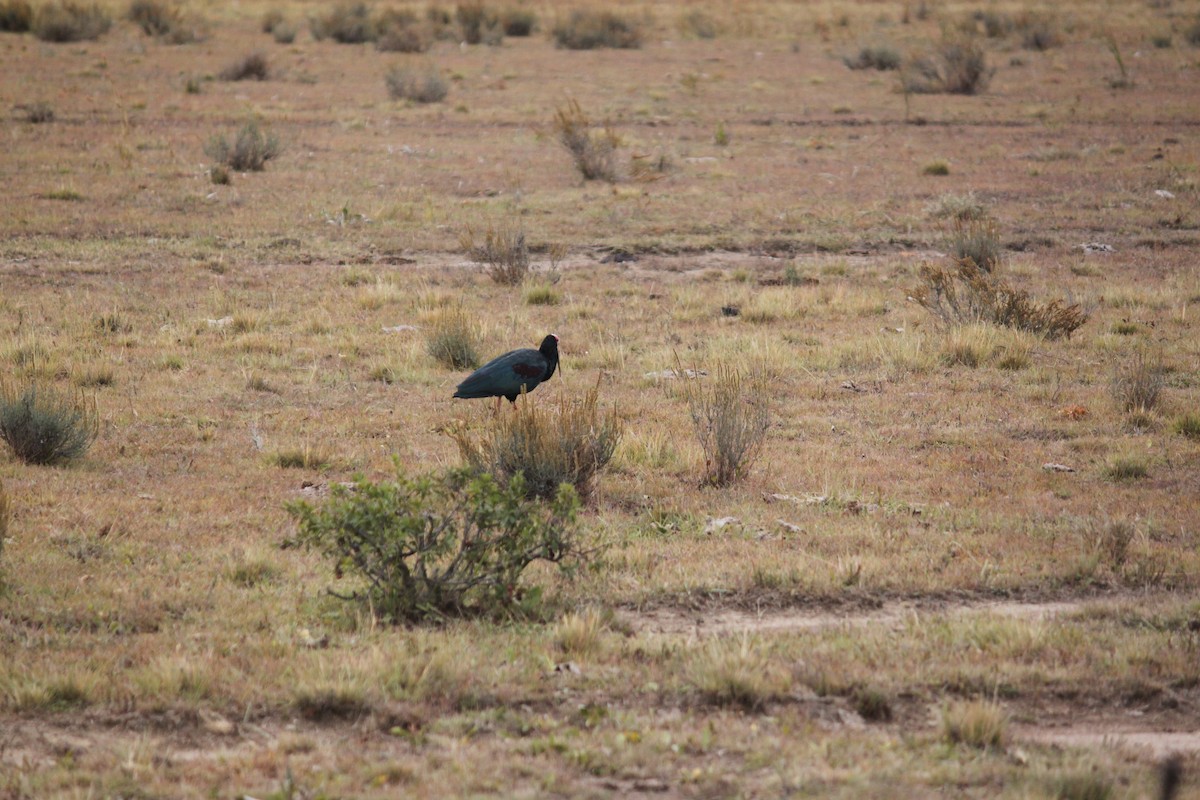 Southern Bald Ibis - Cameron Blair