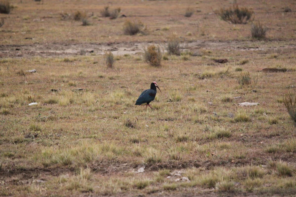 Southern Bald Ibis - ML608432817