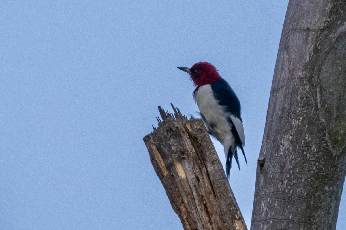 Red-headed Woodpecker - ML608432862