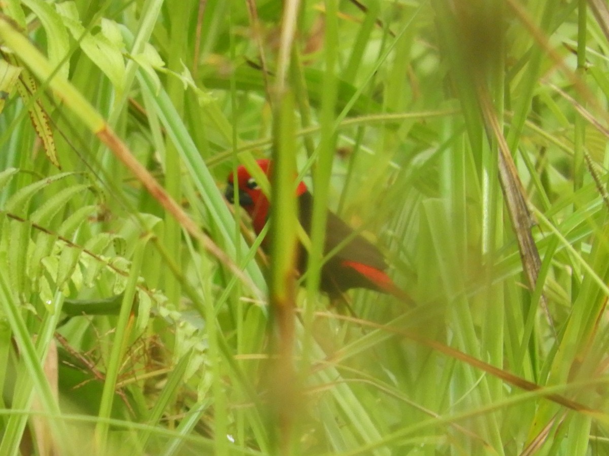 Black-bellied Seedcracker - Andre Coquerel