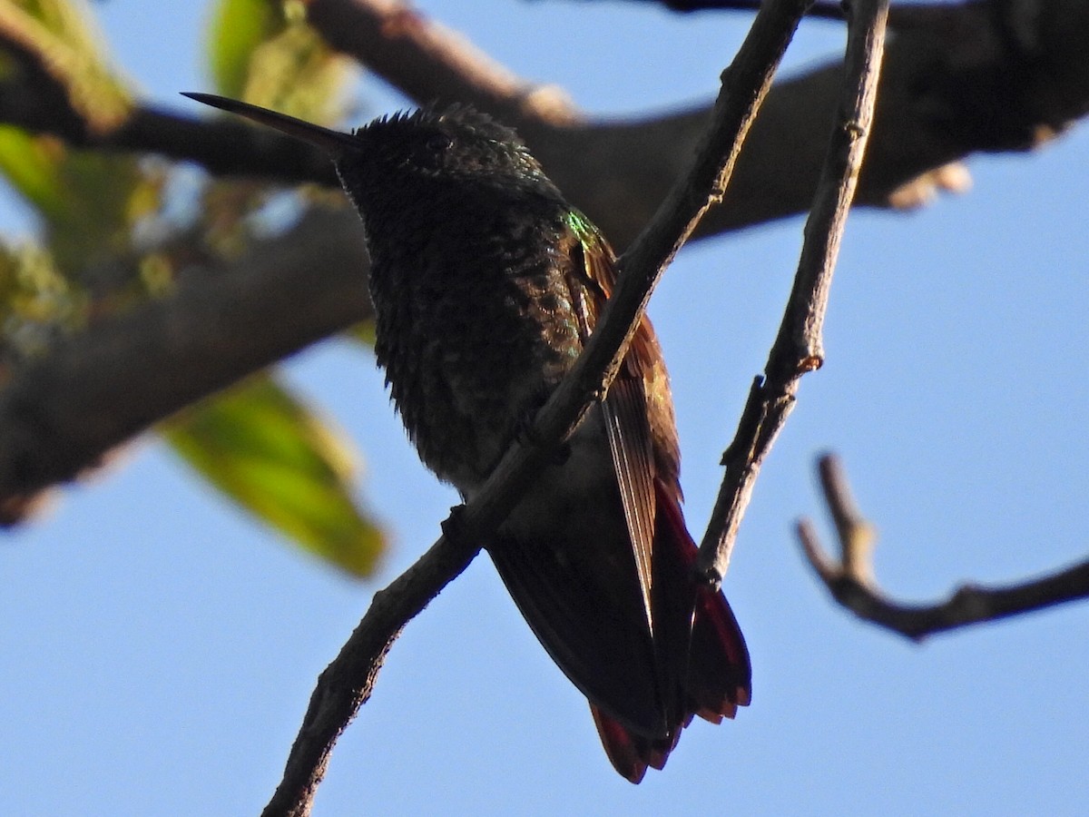Berylline Hummingbird - ML608432937