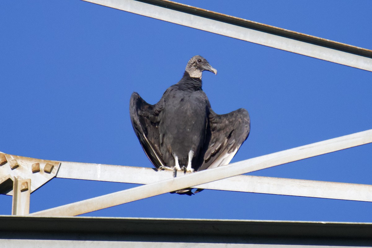 Black Vulture - ML608432962