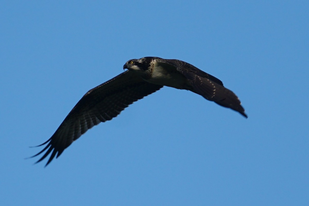 Falco pescatore - ML608432991