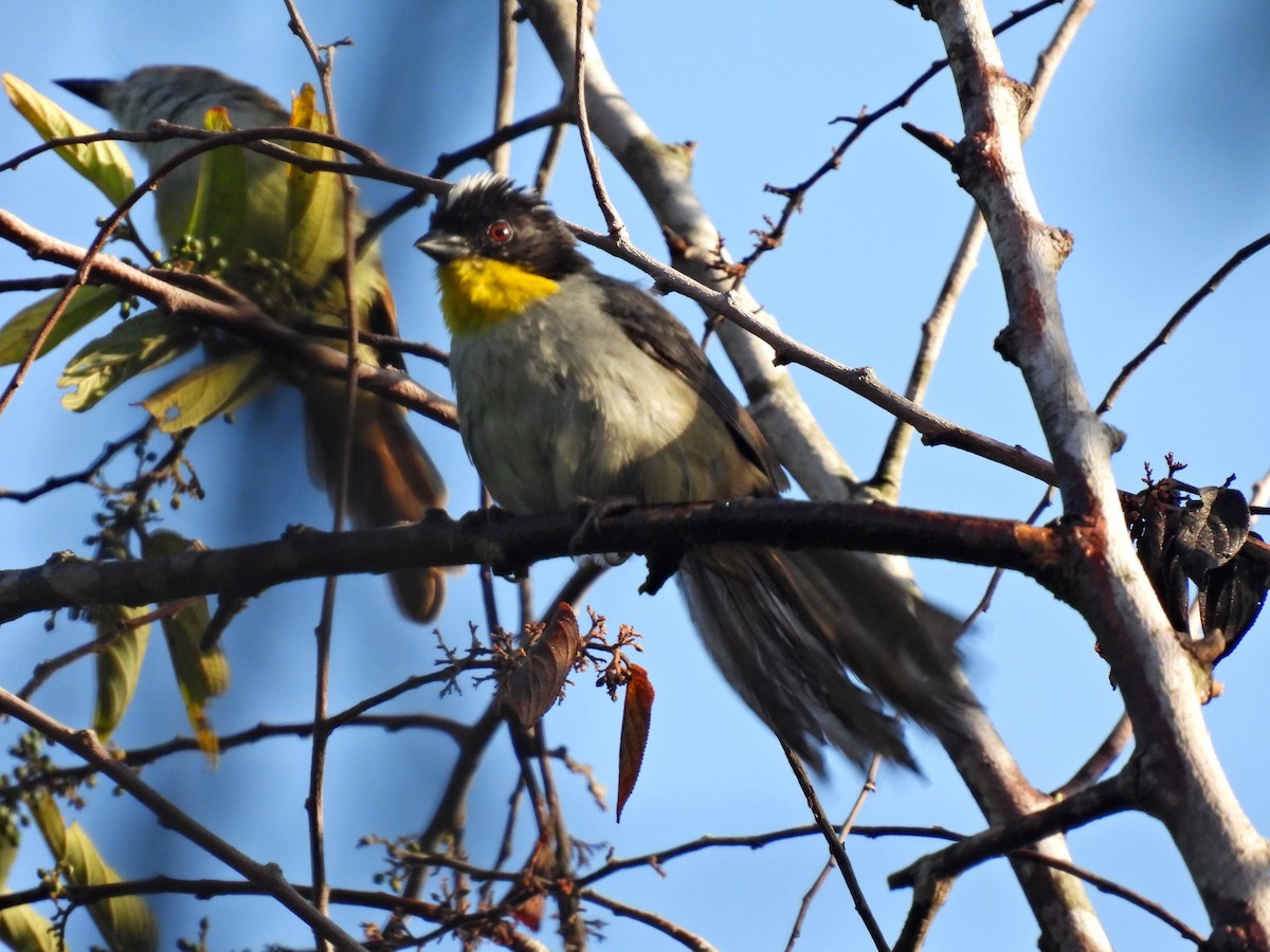 White-naped Brushfinch (Yellow-throated) - ML608433046