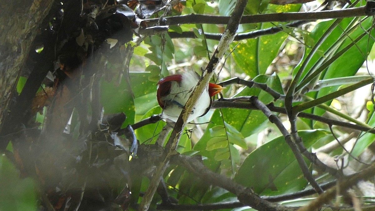 King Bird-of-Paradise - ML608433048