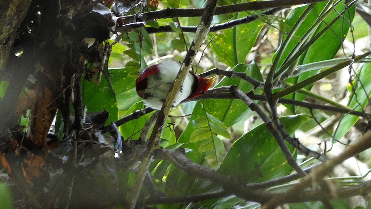 King Bird-of-Paradise - ML608433049