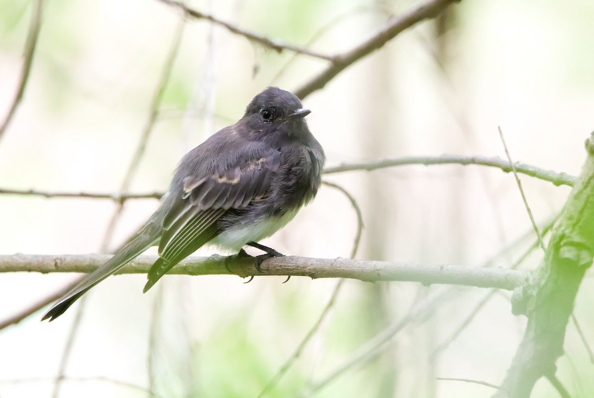 Black Phoebe - ML608433095