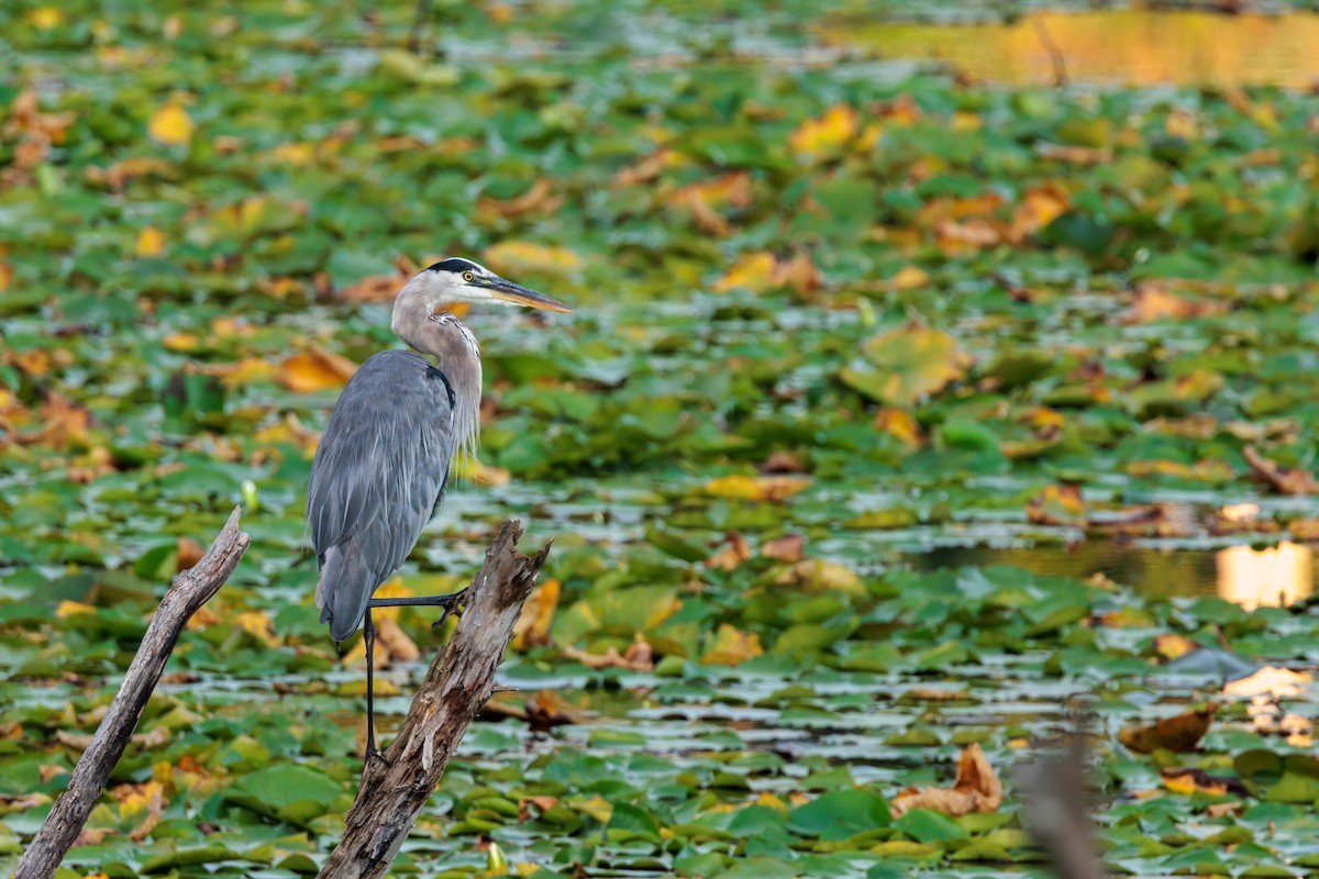 Great Blue Heron - ML608433120