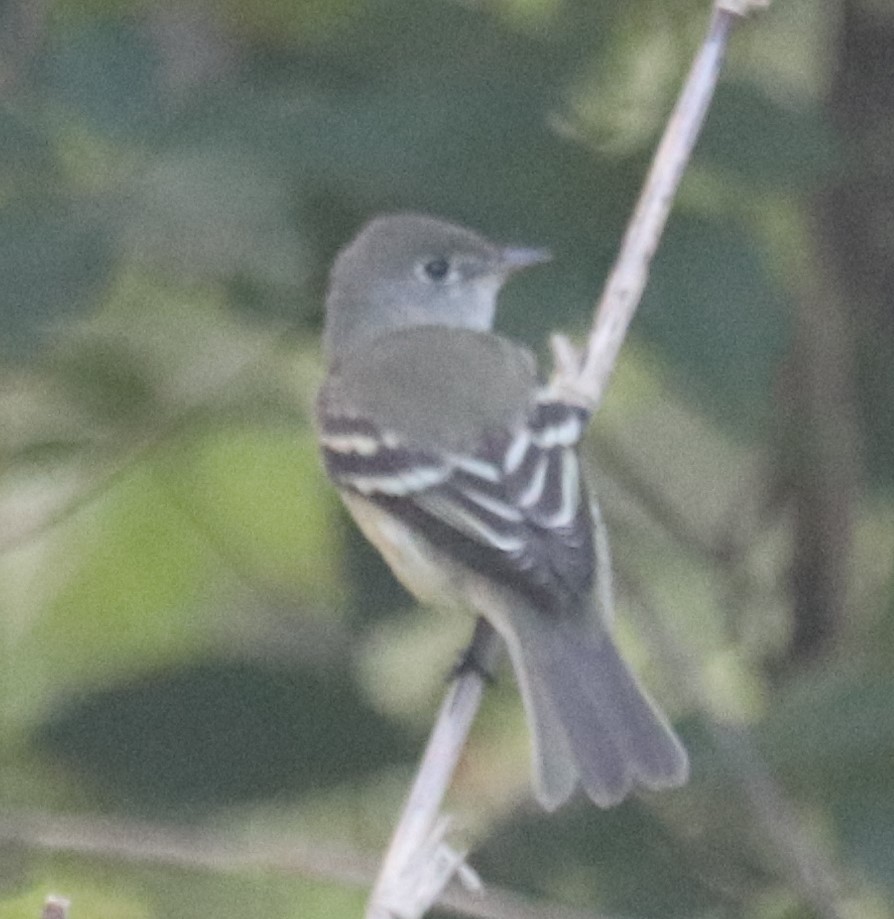 Alder Flycatcher - ML608433229