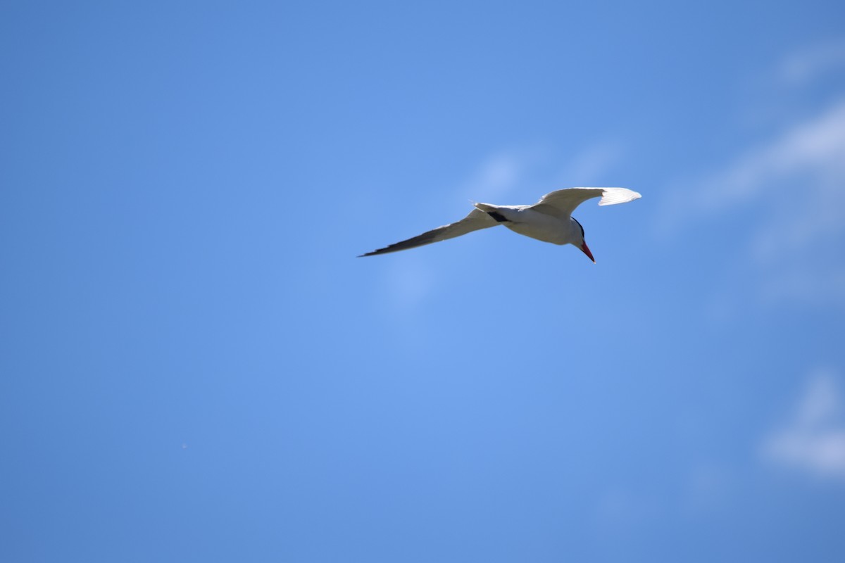 Caspian Tern - ML608433299