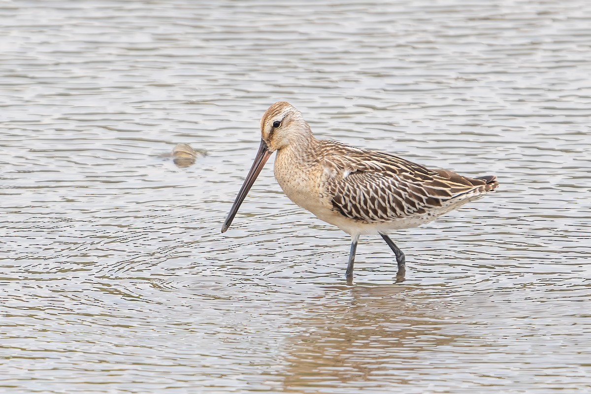 Asian Dowitcher - Jared HJ Tan