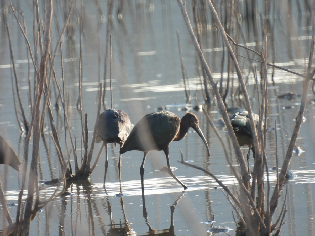 Ibis à face blanche - ML608433409