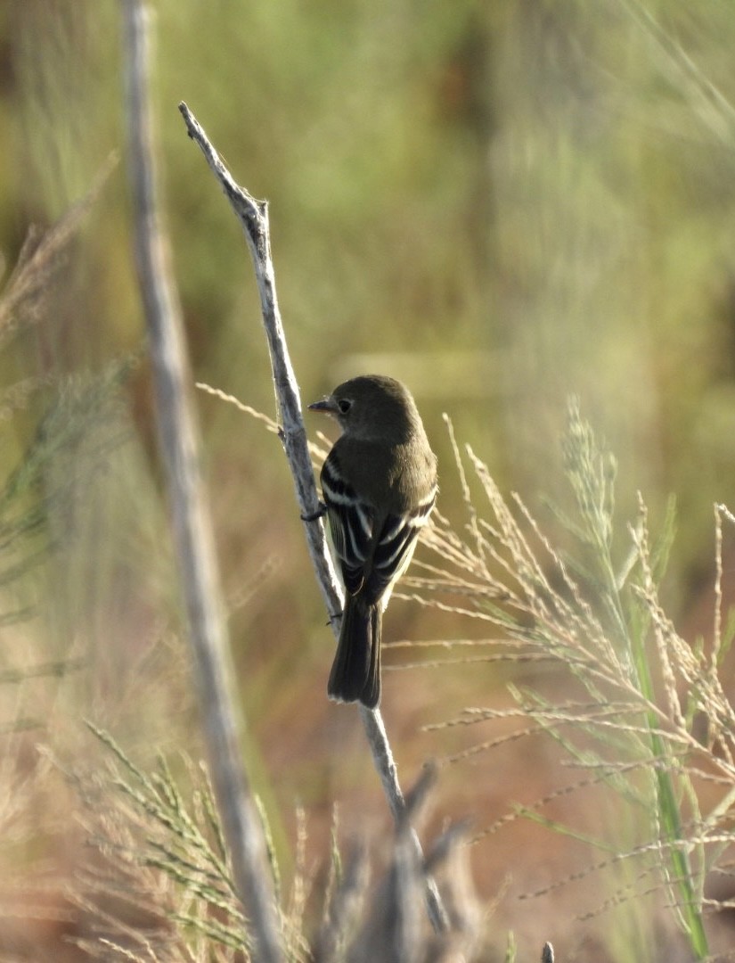 Least Flycatcher - ML608433415