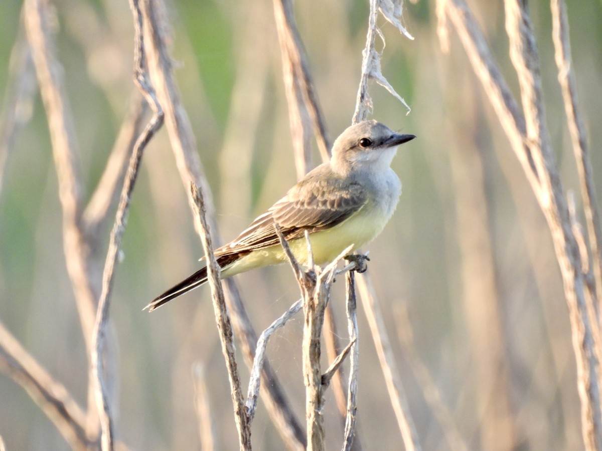 Western Kingbird - ML608433438