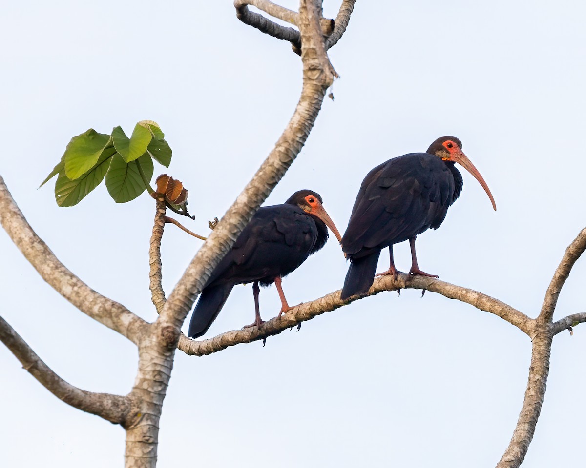 Sharp-tailed Ibis - ML608433472