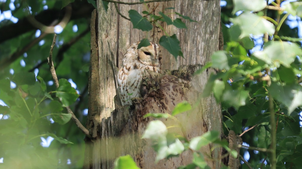 Tawny Owl - Sabine Sill