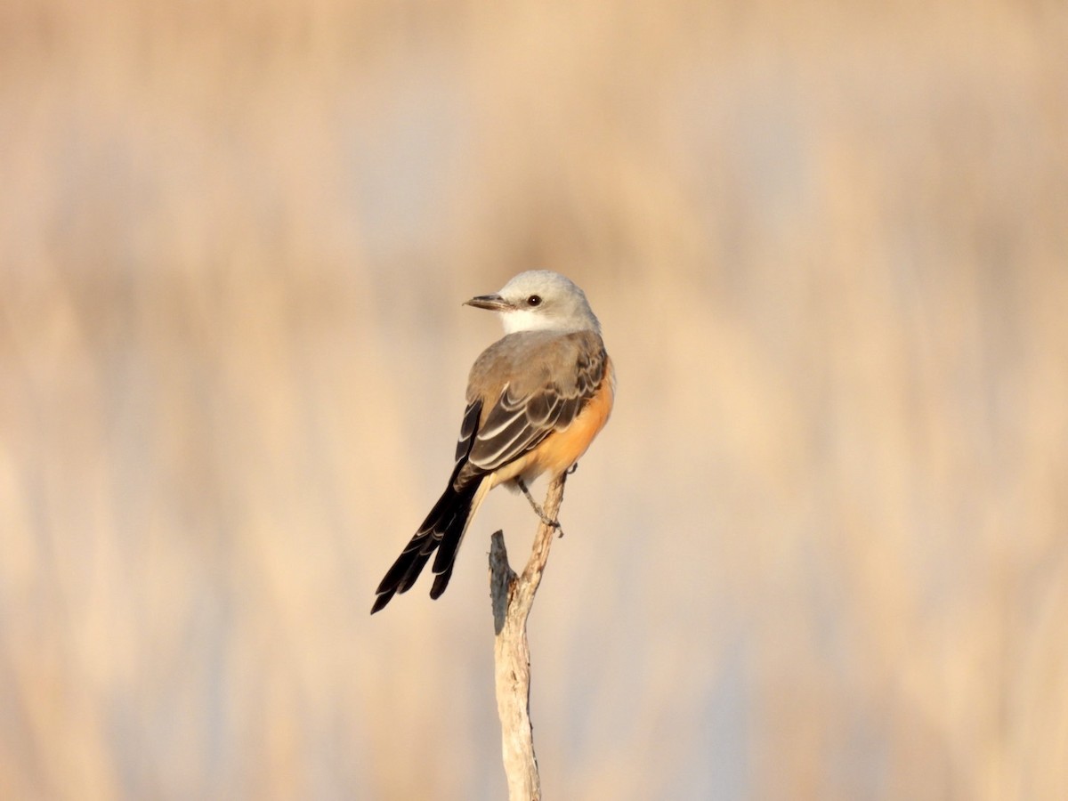 Scissor-tailed Flycatcher - ML608433478