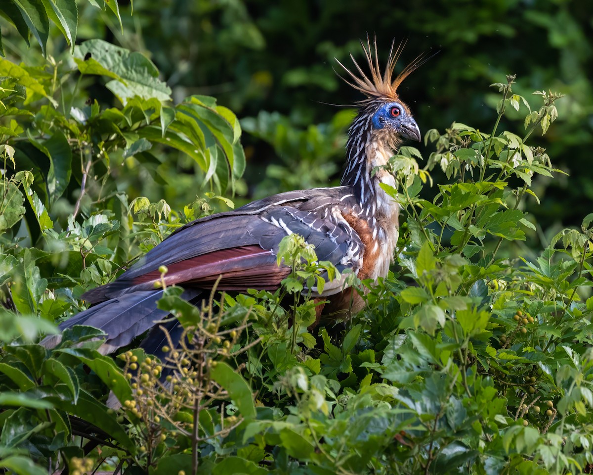 Hoatzin - Padu Franco