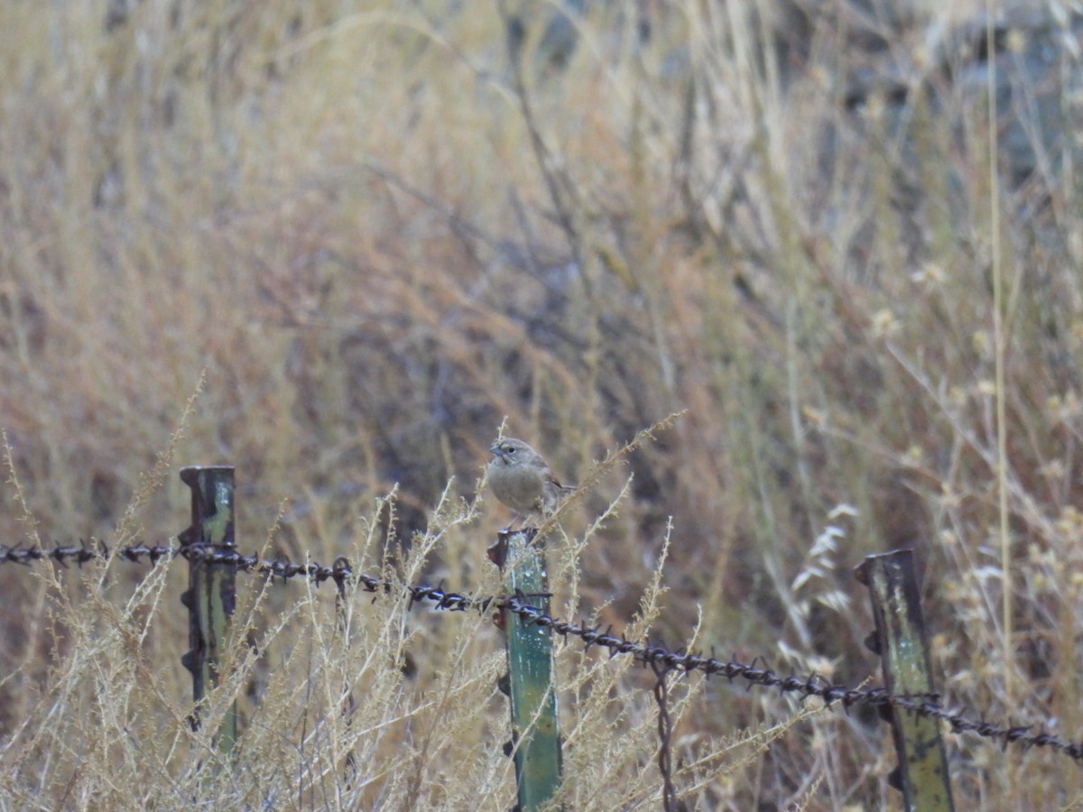 Rufous-crowned Sparrow - ML608433504