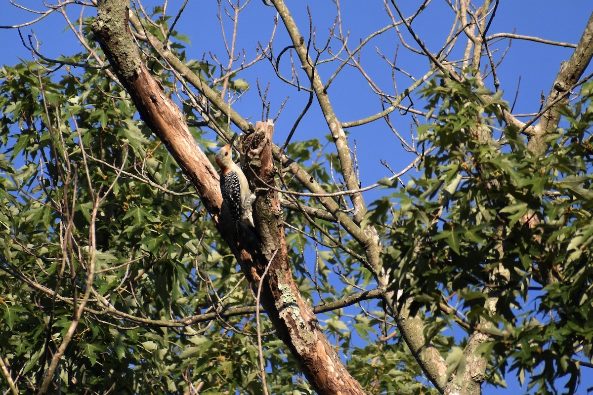 Red-bellied Woodpecker - ML608433591