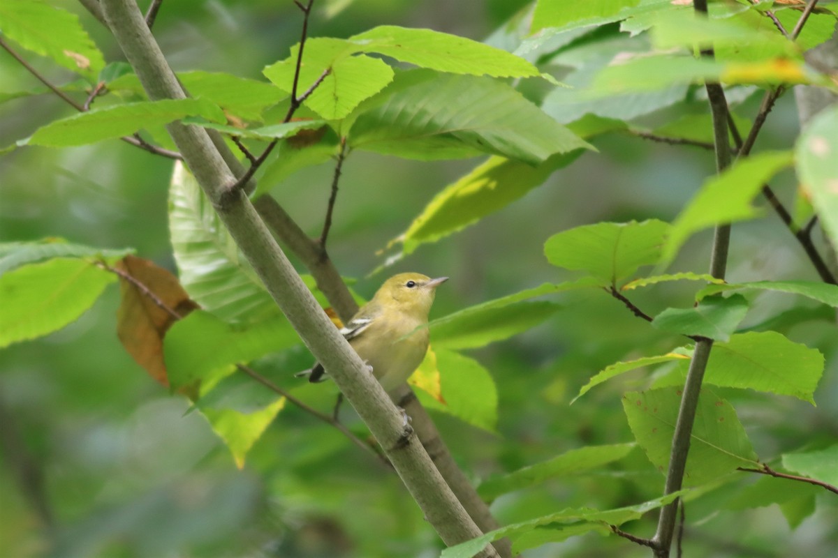 Bay-breasted Warbler - ML608433595