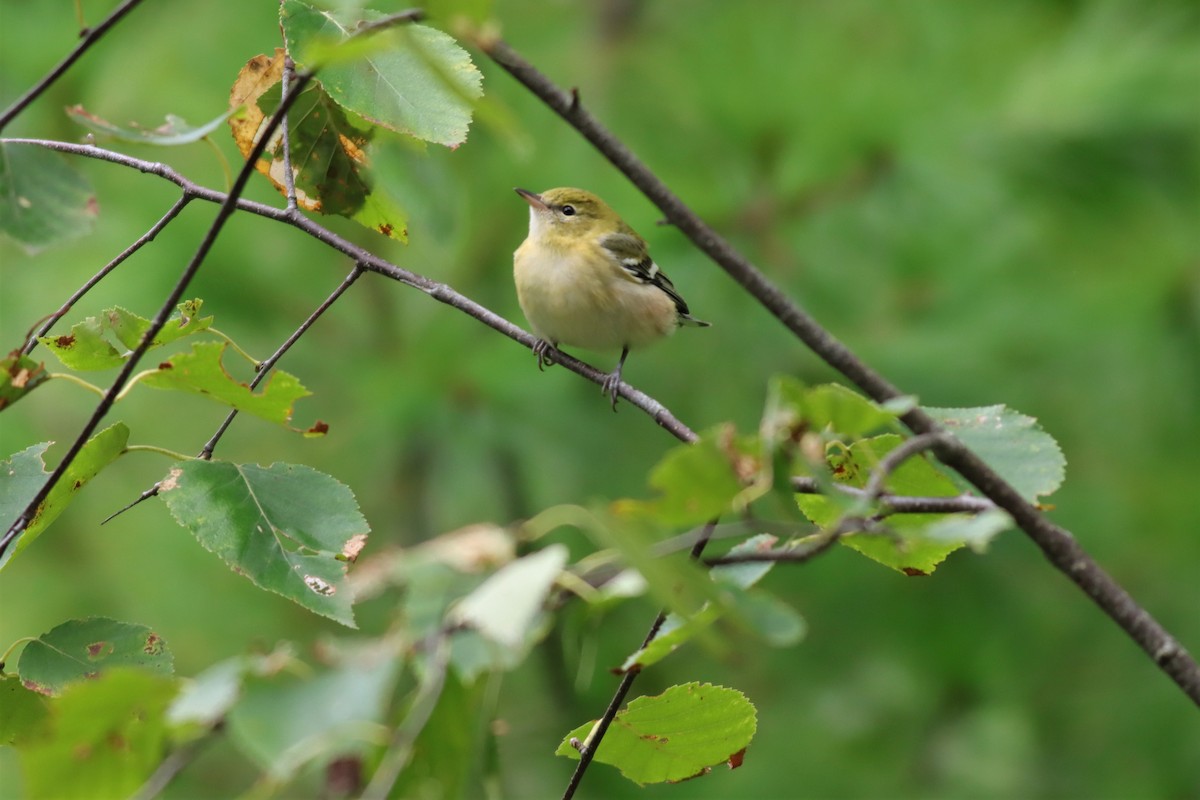 Bay-breasted Warbler - ML608433599