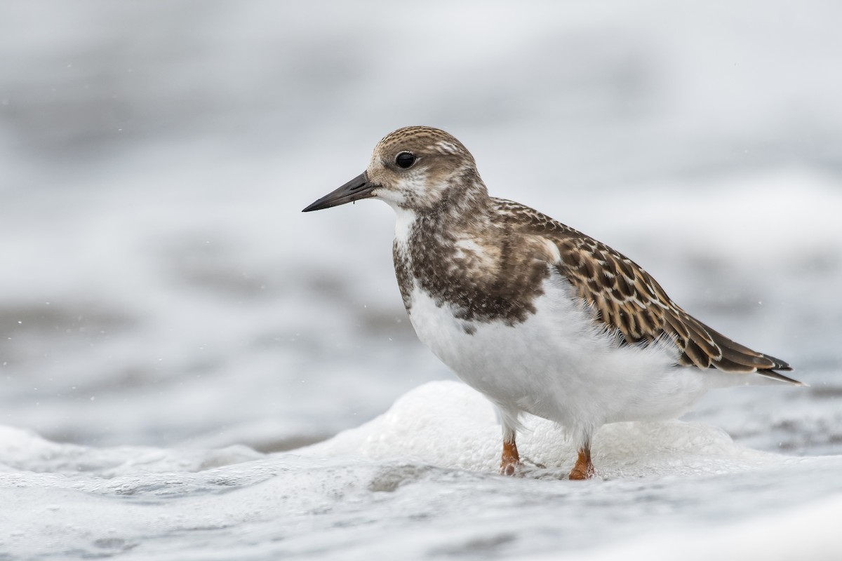 Ruddy Turnstone - Christian Briand