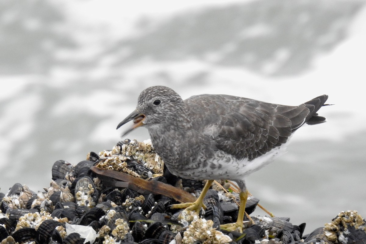 Surfbird - ML608433728