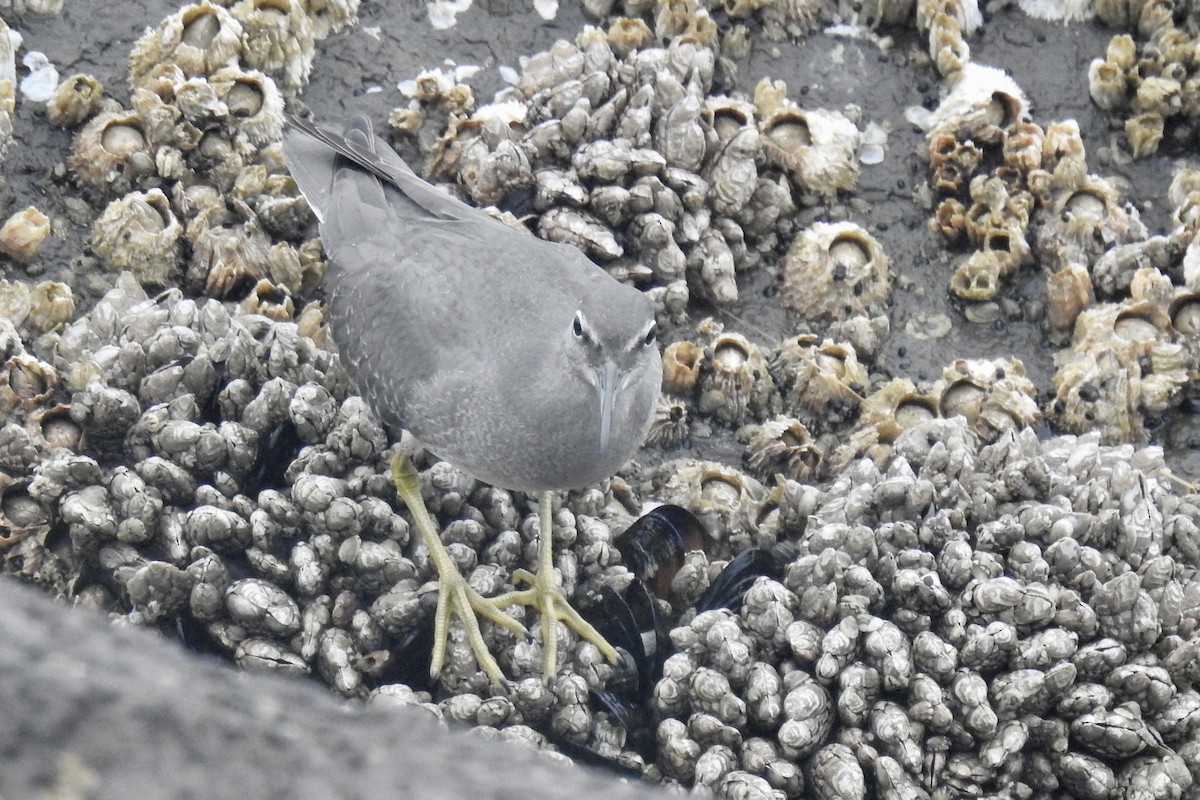 Wandering Tattler - ML608433760