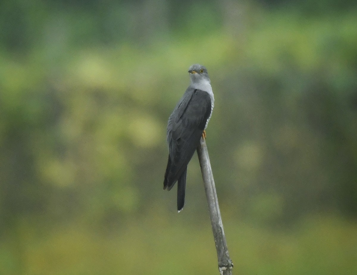 Common Cuckoo - Kuntal Roy