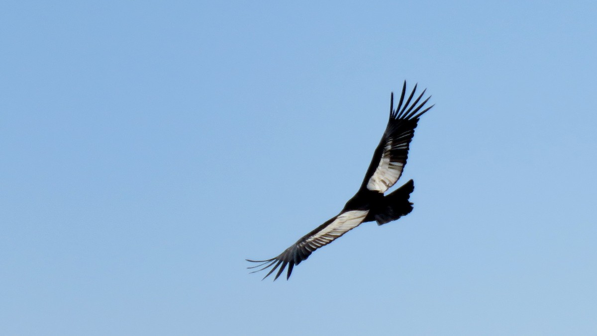 Andean Condor - ML608433846