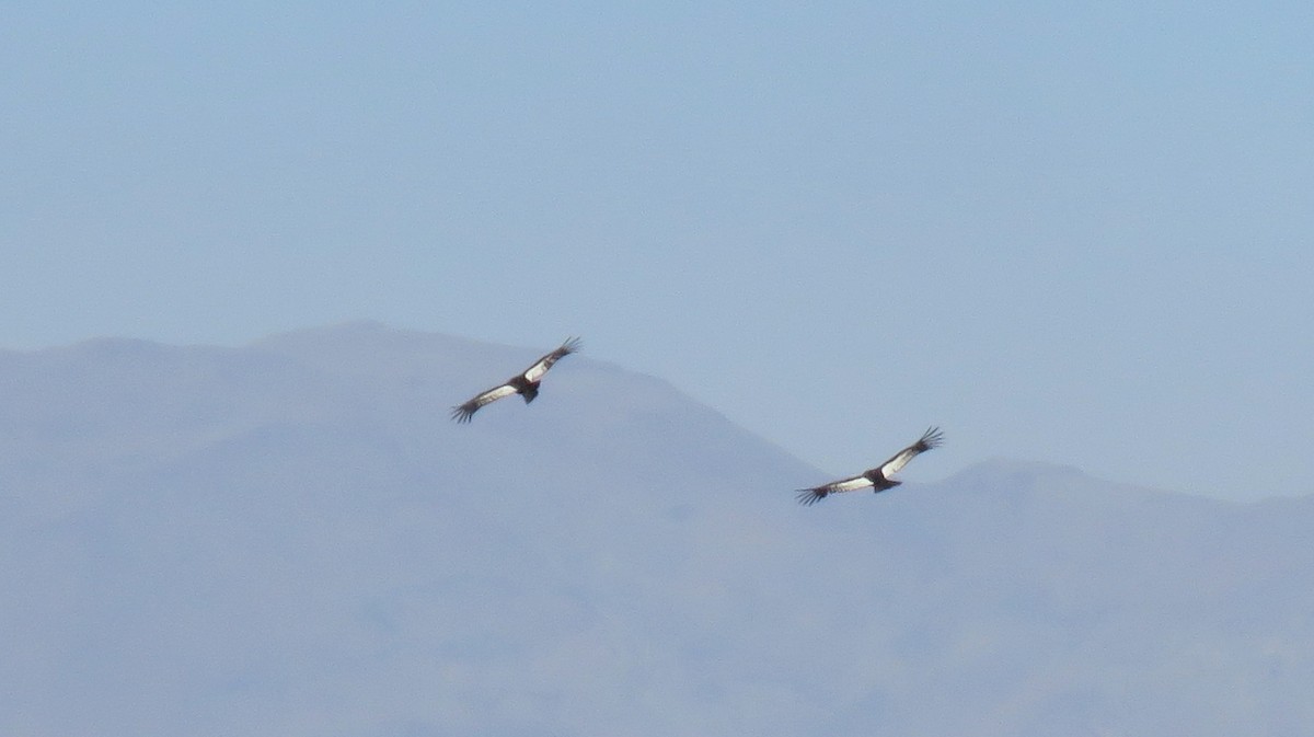 Andean Condor - ML608433848