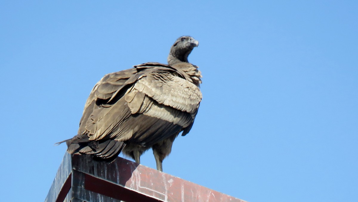 Andean Condor - Manu Santa-Cruz