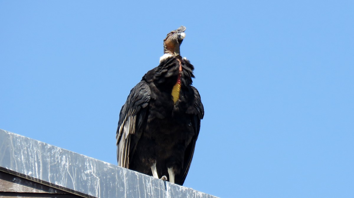 Andean Condor - Manu Santa-Cruz