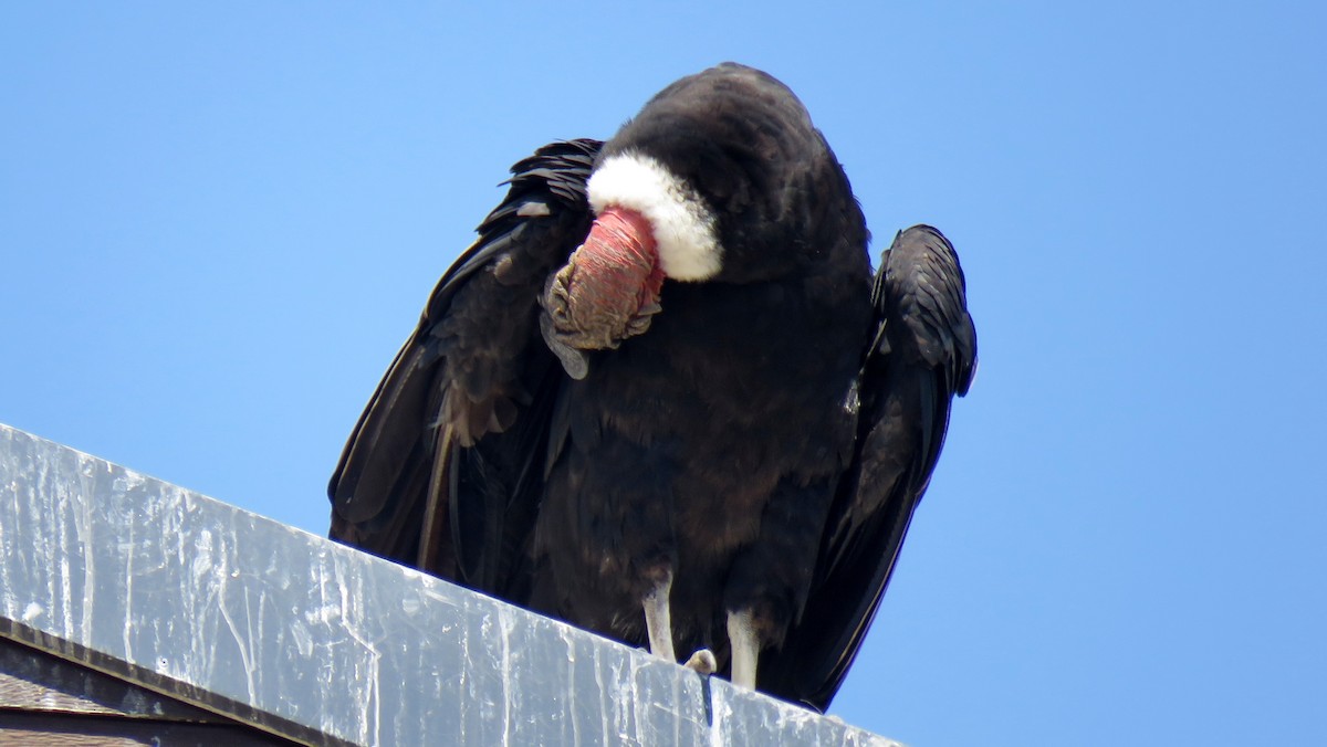 Andean Condor - ML608433854