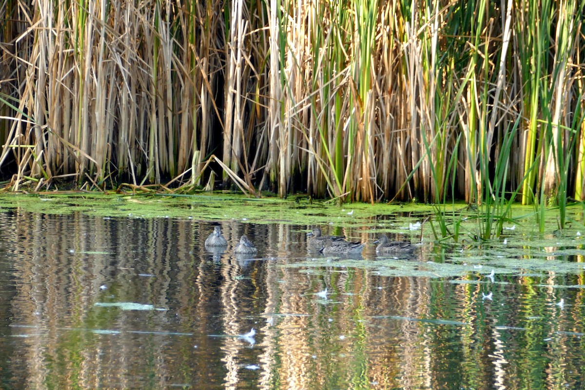 Blue-winged Teal - ML608433907