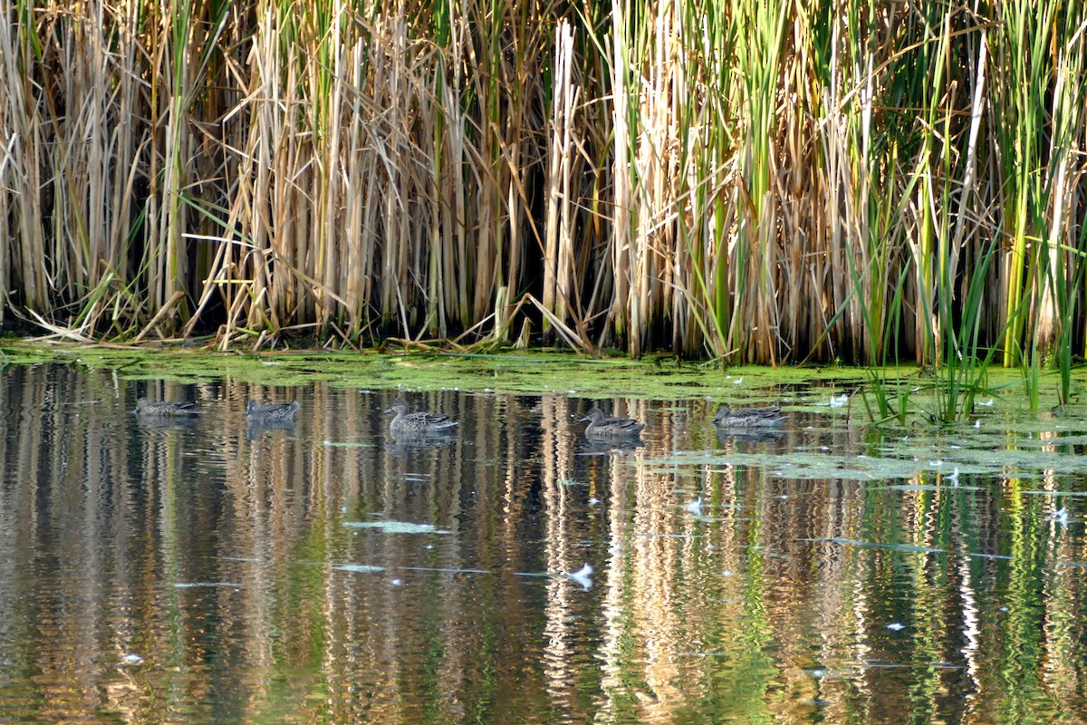 Blue-winged Teal - Judith Slein