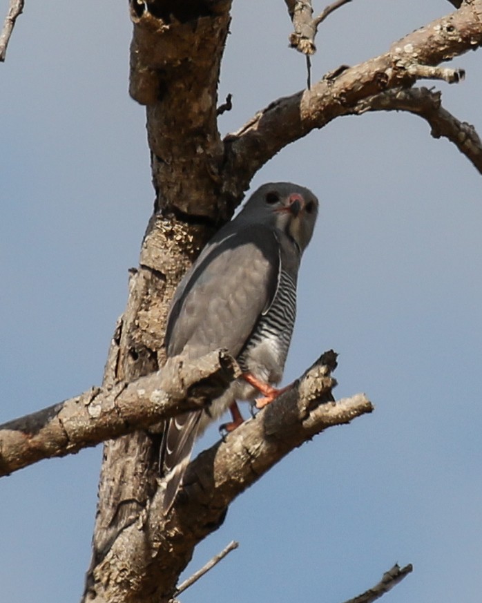 Lizard Buzzard - David Kirschke