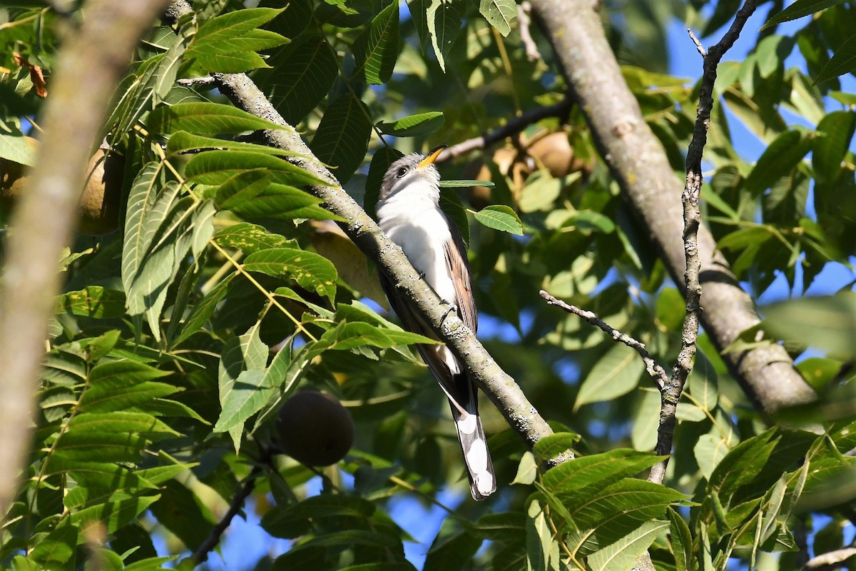 Yellow-billed Cuckoo - ML608434020