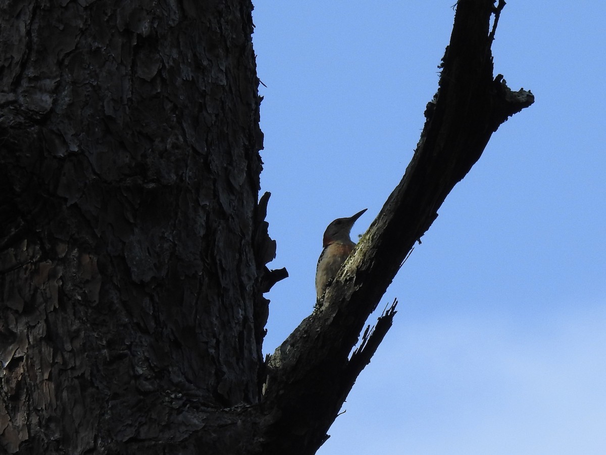 Red-bellied Woodpecker - ML608434087