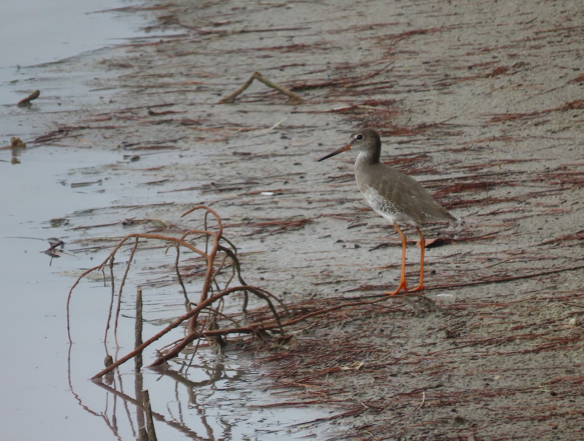 Common Redshank - Andrés Balfagón Sarrión