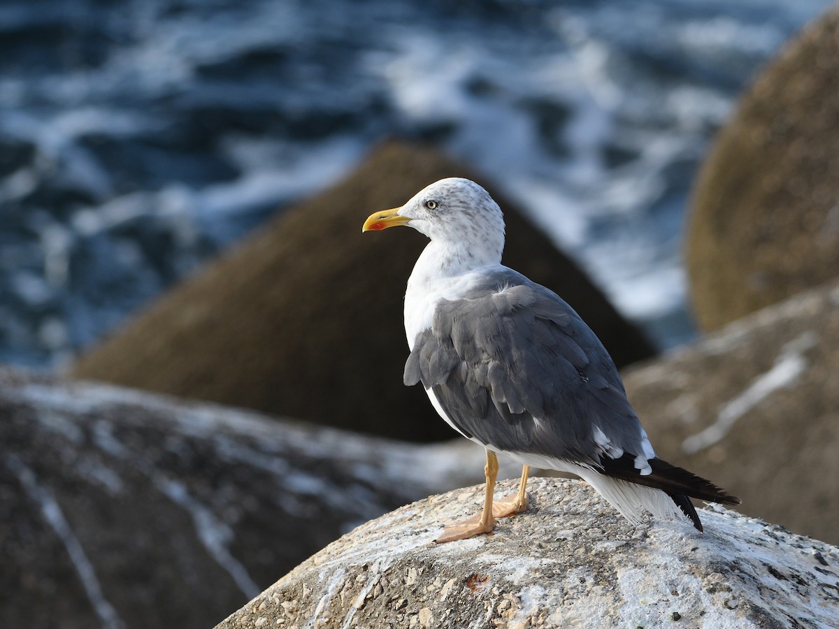 Gaviota Sombría - ML608434120