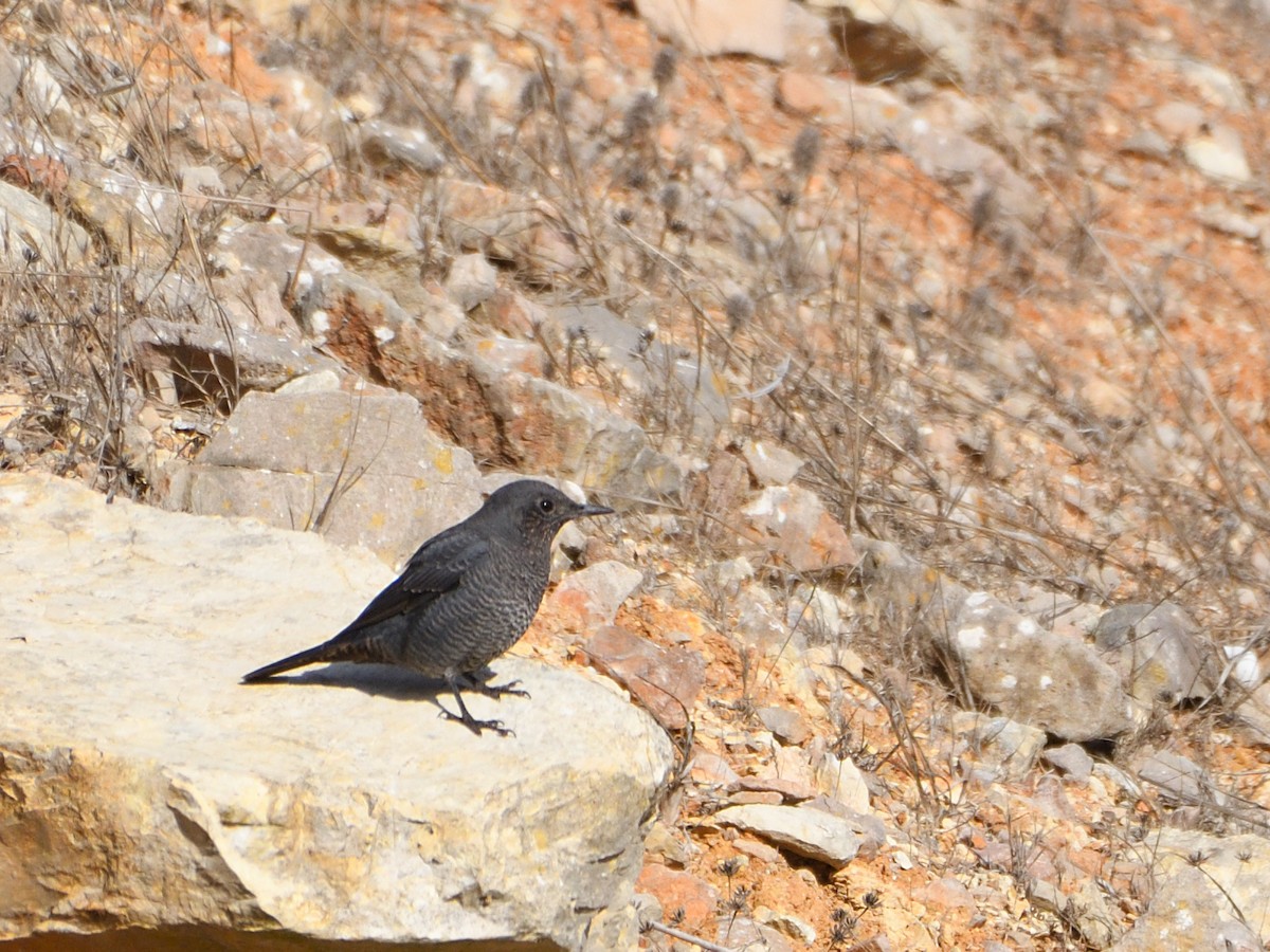 Blue Rock-Thrush - ML608434212